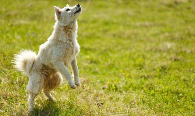 dog, trick, animal, pet, bounce, rack