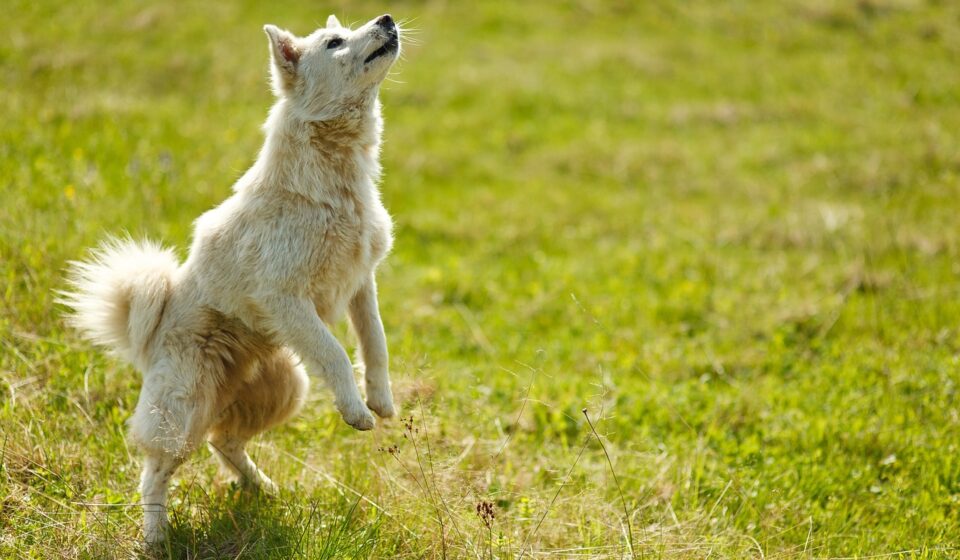dog, trick, animal, pet, bounce, rack
