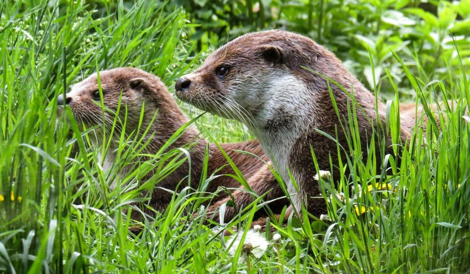 otter, animals, water, meadow, maintenance, nature, quiet, wild
