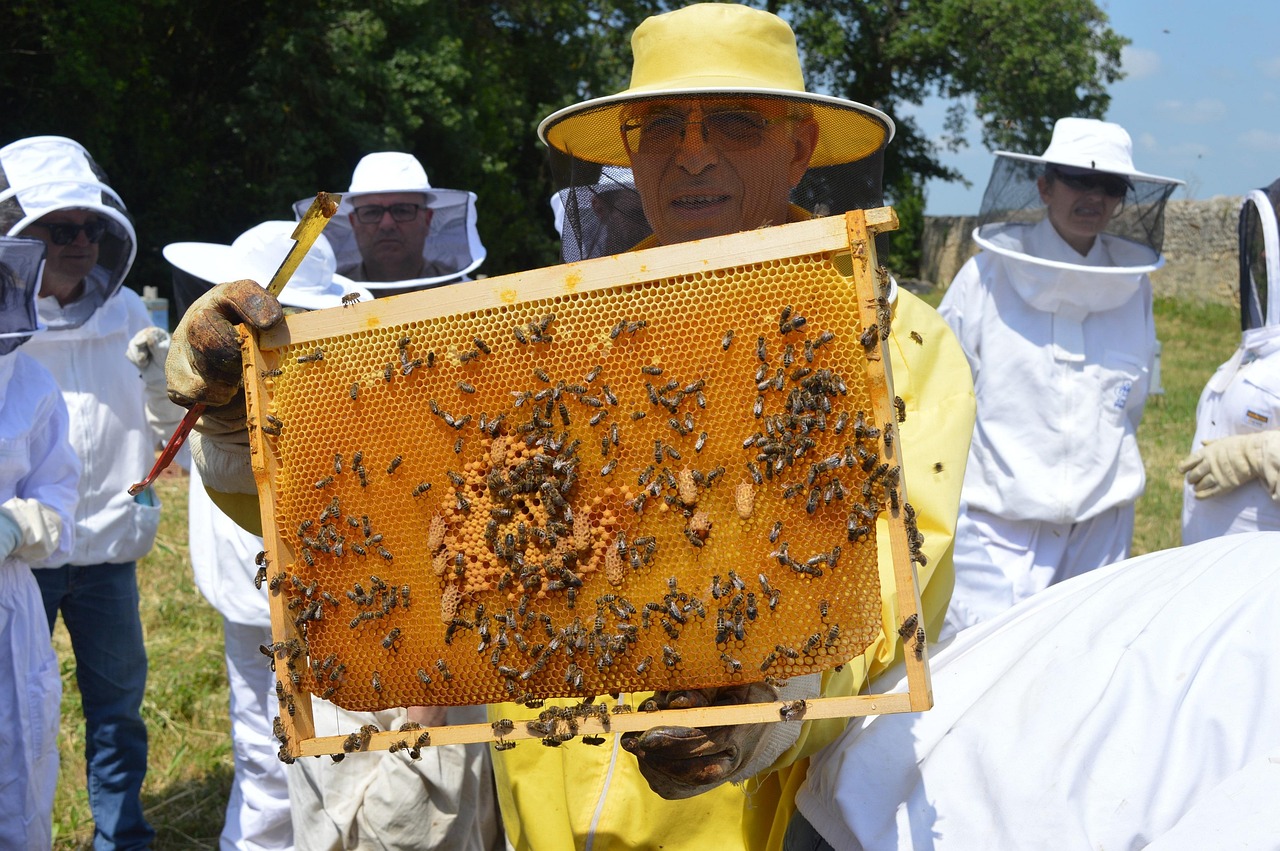 queen cells, replacement queen, supersedure