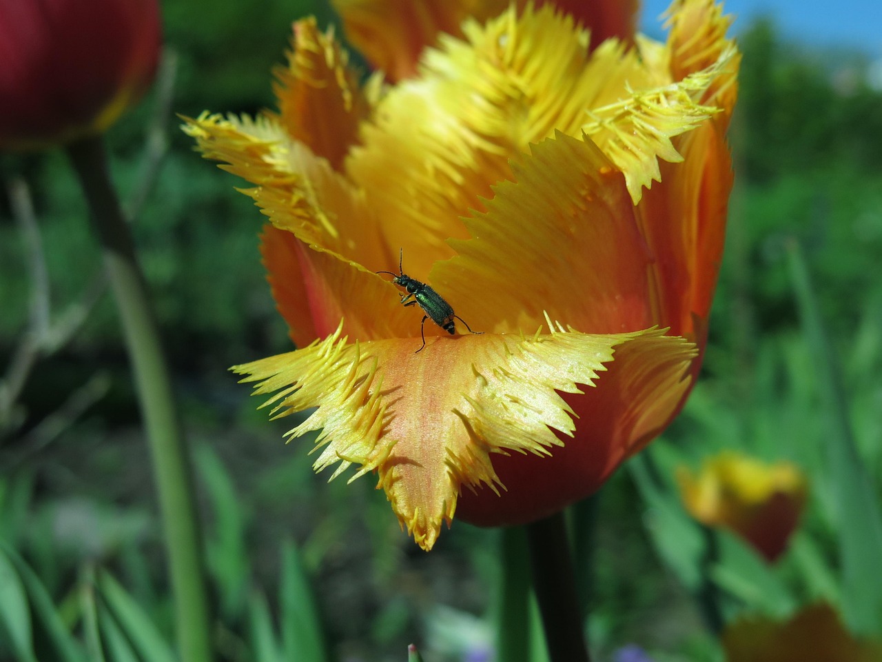 tip beetle, beetle, two blotchy tip beetle, crispa tulip, fringed tulip, tulip, orange blossom, nature, insect