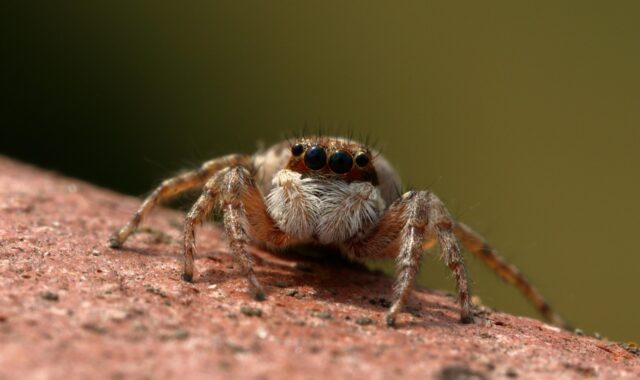 spider, jumper, insect, predator, spider, spider, spider, spider, spider