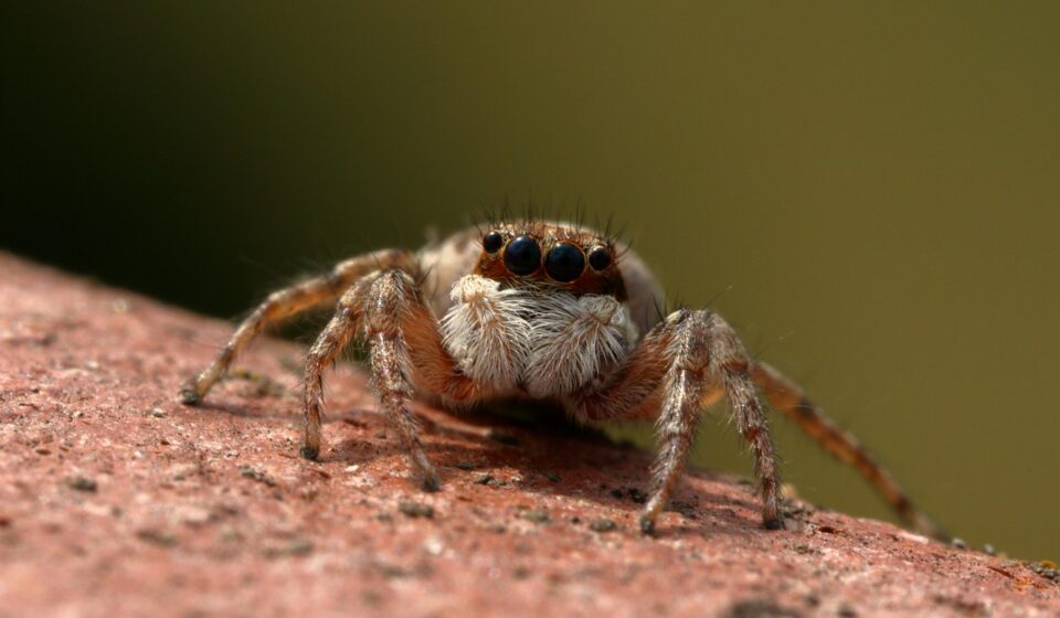 spider, jumper, insect, predator, spider, spider, spider, spider, spider
