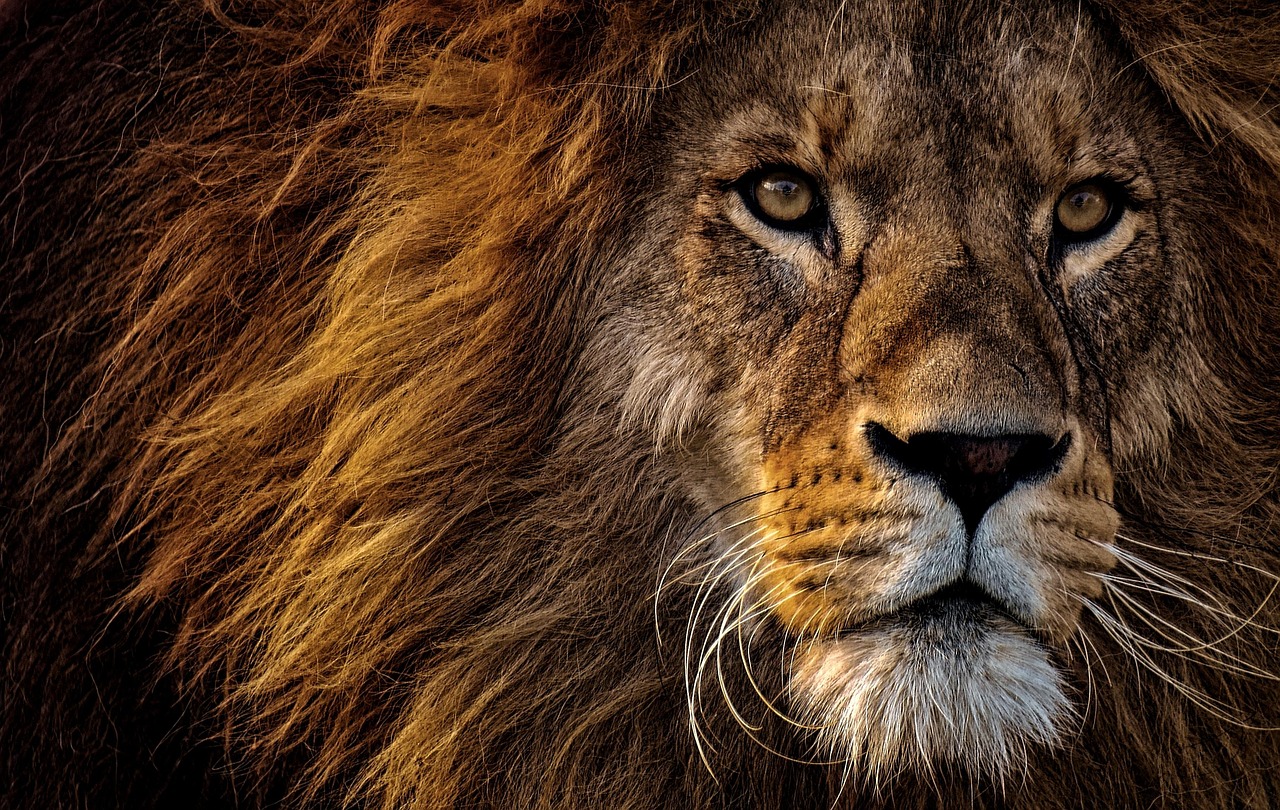 lion, animal, mammal, predator, mane, nature, wild, species, fauna, tierpark hellabrunn