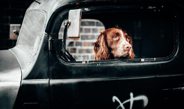 dog, puppy, pet, friendship, animal, adorable, cute, friends, face, nose, nature, lifestyle, portrait