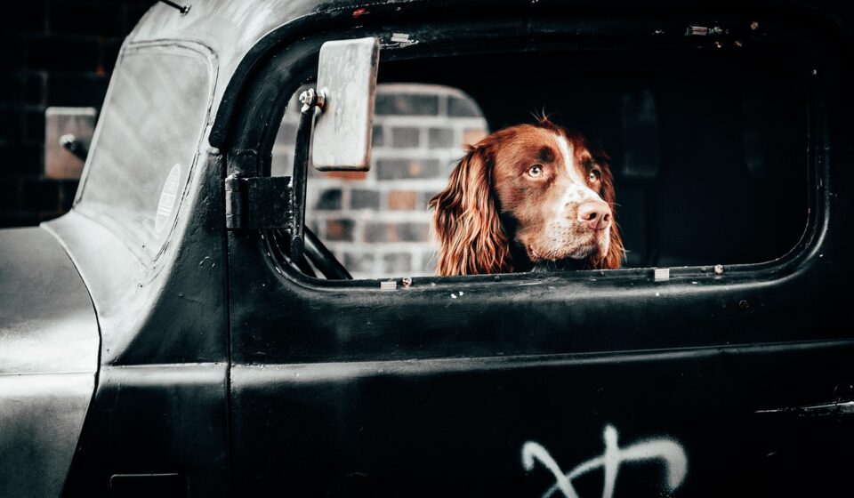 dog, puppy, pet, friendship, animal, adorable, cute, friends, face, nose, nature, lifestyle, portrait